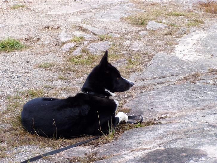 Karelsk bjørnehund narla billede 7