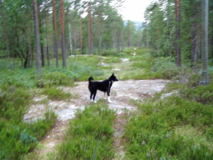 Karelsk bjørnehund narla billede 9