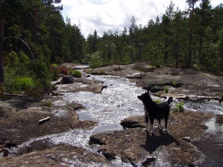 Karelsk bjørnehund narla billede 10