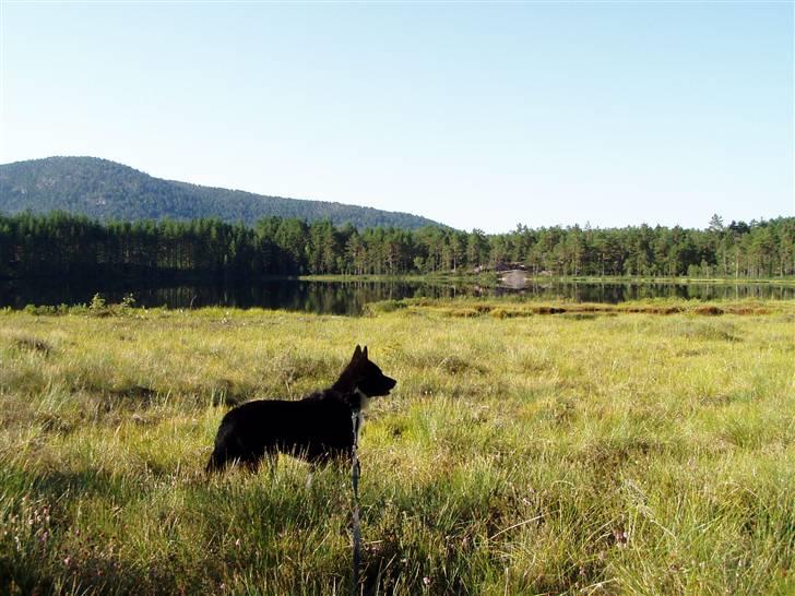 Karelsk bjørnehund narla billede 12