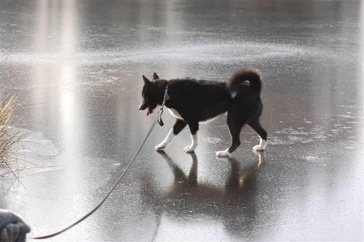 Karelsk bjørnehund narla billede 14