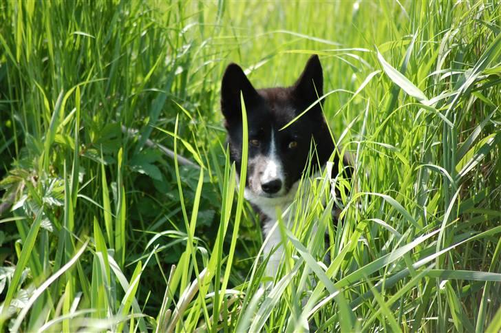 Karelsk bjørnehund narla billede 16