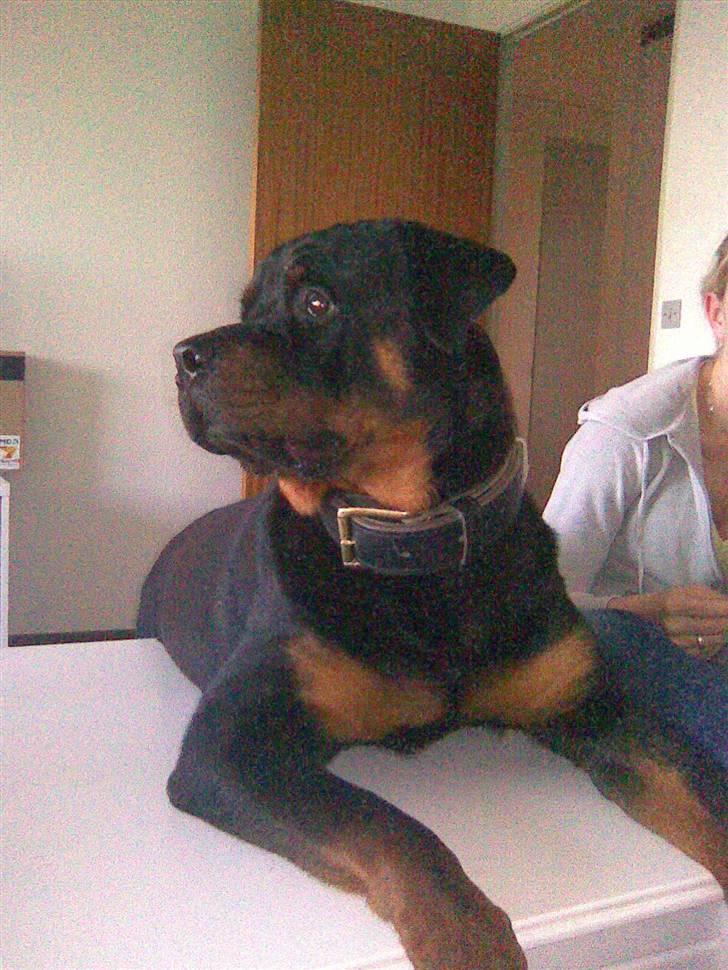 Rottweiler Vom Dornenhof Rocky billede 14