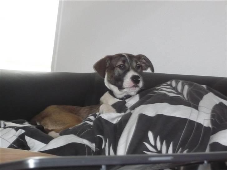 Blanding af racer Chica R.I.P - Putter med mor billede 1