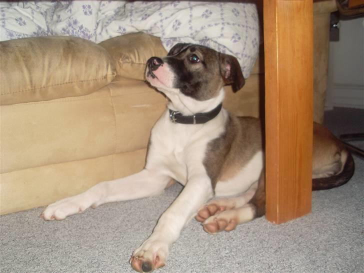 Blanding af racer Chica R.I.P billede 2