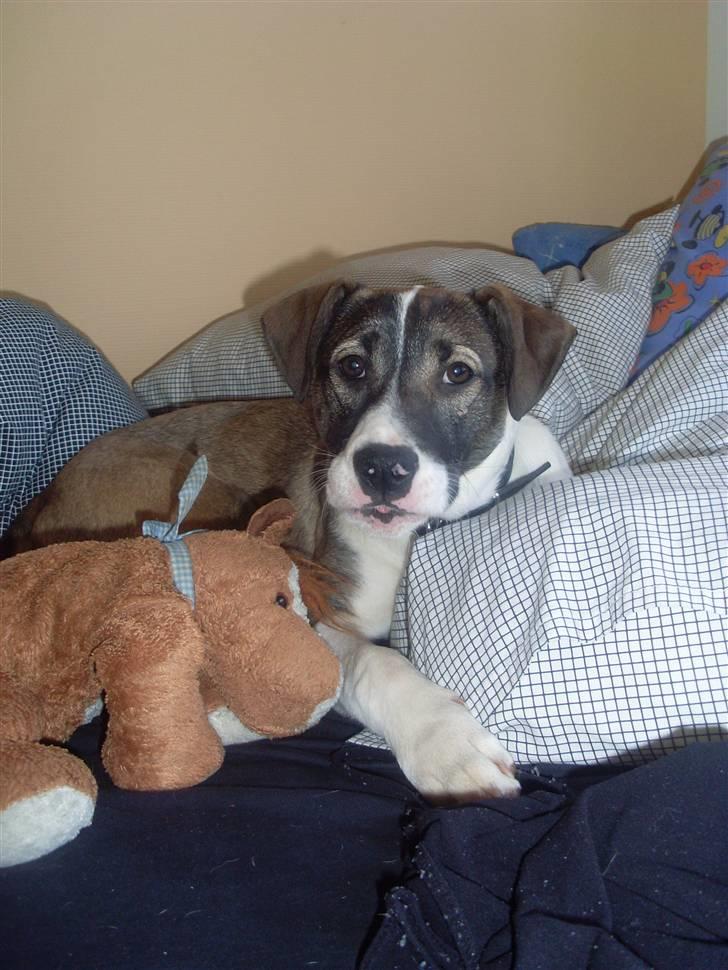 Blanding af racer Chica R.I.P - Jeg elsker at putte billede 3