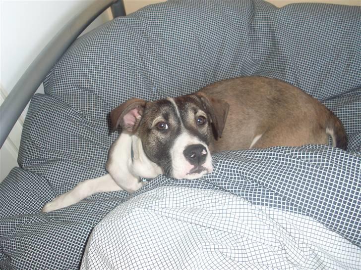 Blanding af racer Chica R.I.P billede 4