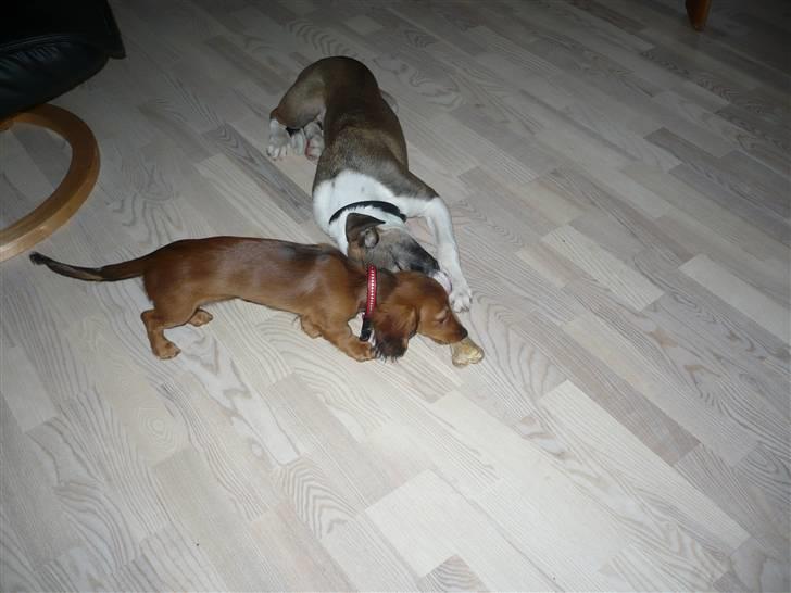 Blanding af racer Chica R.I.P - Som venner vi dele billede 5