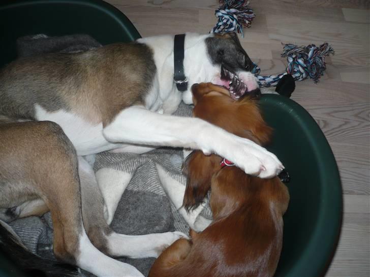 Blanding af racer Chica R.I.P - Min bedste ven Lady billede 6