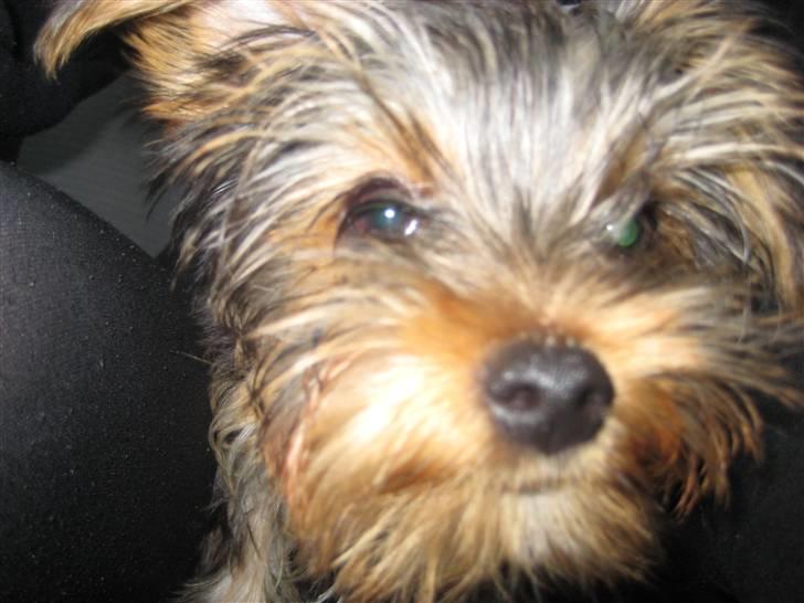 Yorkshire terrier Eddie billede 1