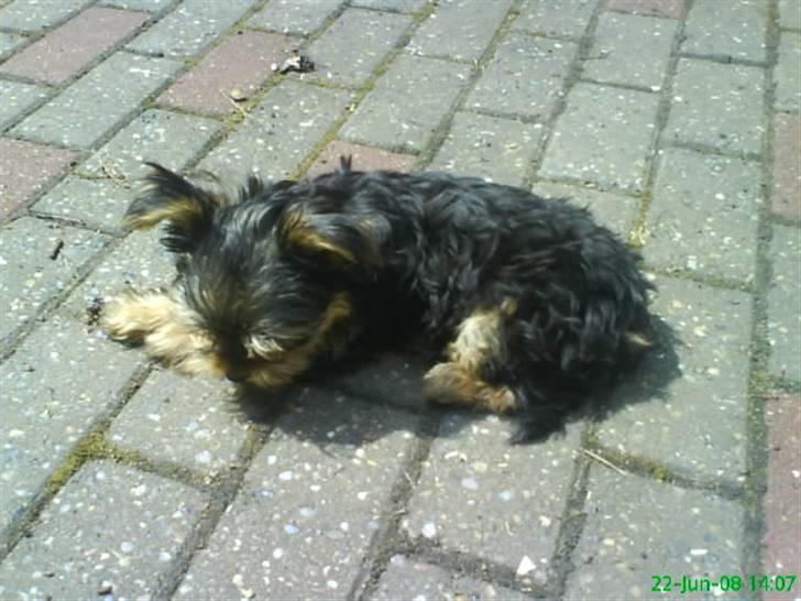 Yorkshire terrier Eddie - Første dag billede 2