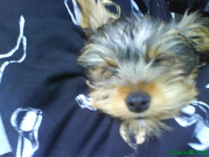 Yorkshire terrier Eddie billede 3