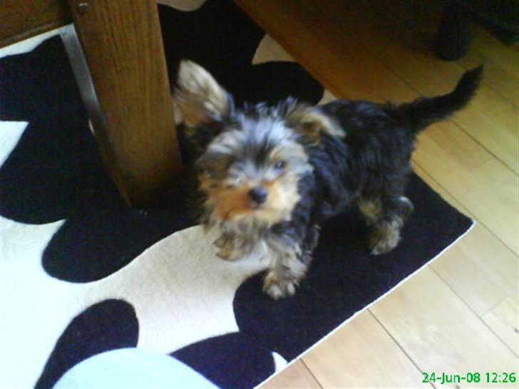 Yorkshire terrier Eddie billede 4