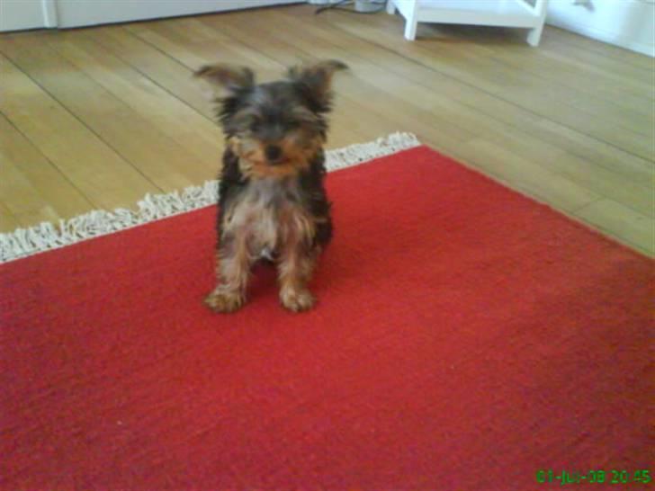 Yorkshire terrier Eddie billede 5