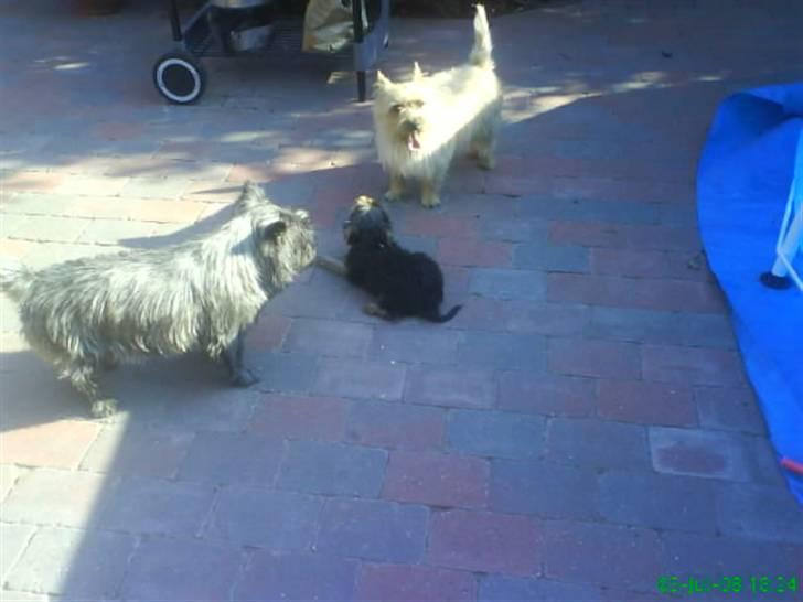 Yorkshire terrier Eddie billede 6