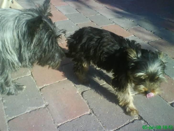 Yorkshire terrier Eddie billede 7