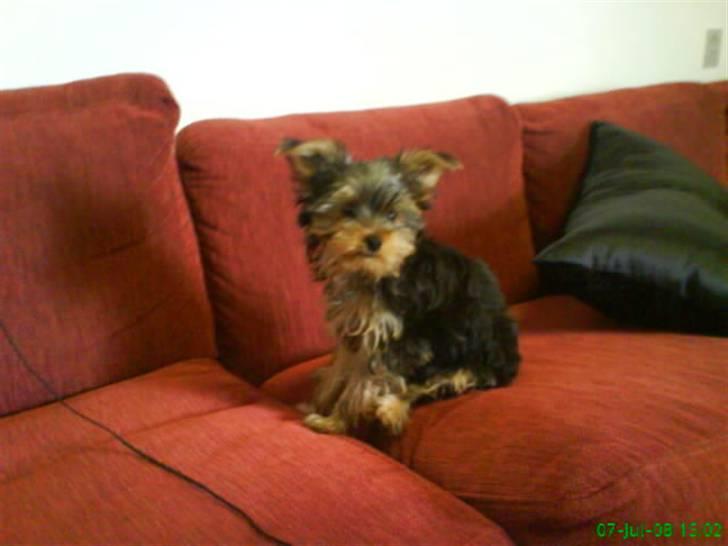 Yorkshire terrier Eddie billede 8