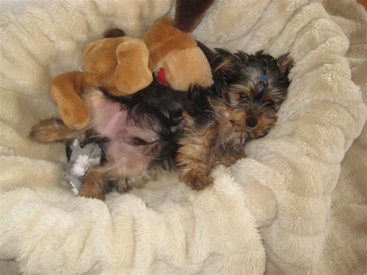Yorkshire terrier Eddie billede 9