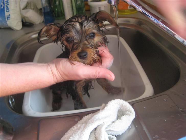 Yorkshire terrier Eddie billede 10