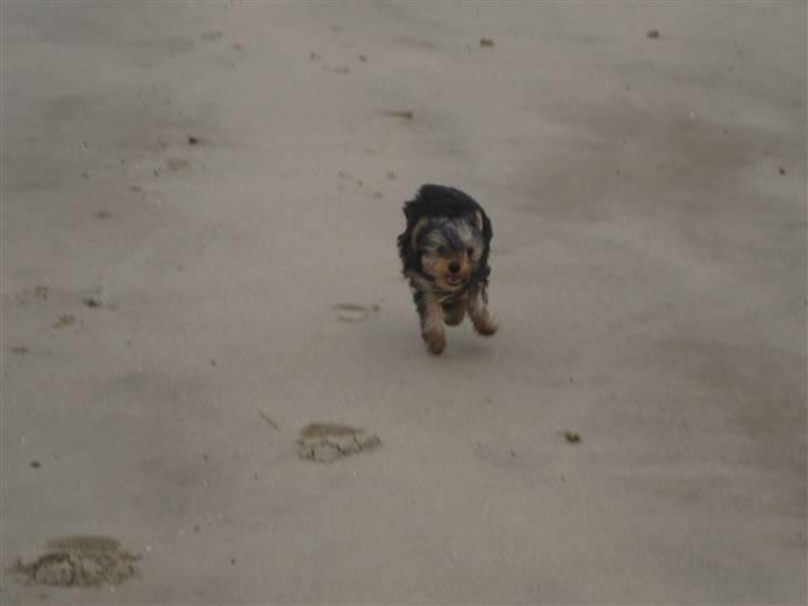 Yorkshire terrier Eddie billede 11