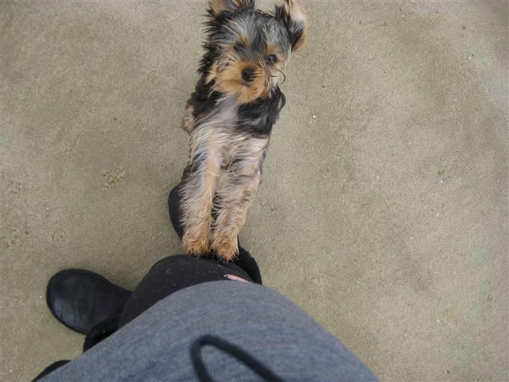 Yorkshire terrier Eddie billede 12