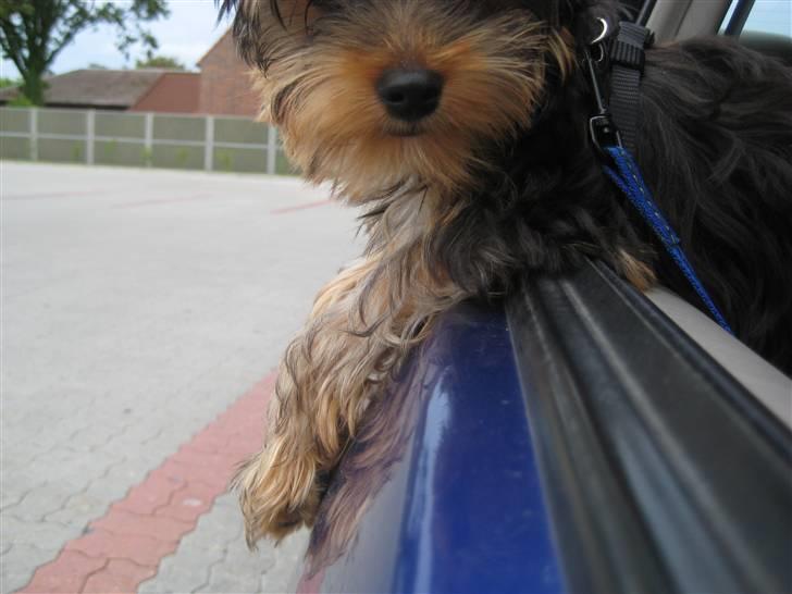 Yorkshire terrier Eddie billede 13