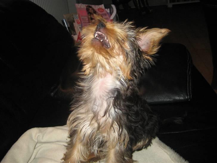 Yorkshire terrier Eddie billede 14