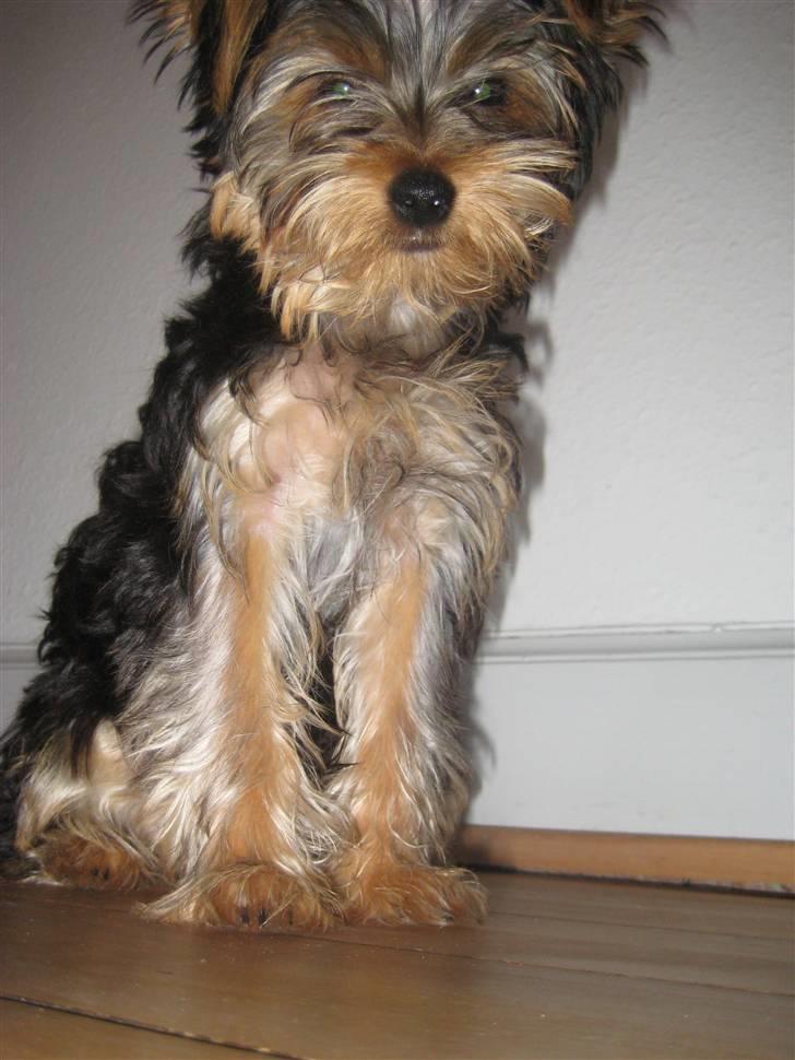 Yorkshire terrier Eddie billede 15
