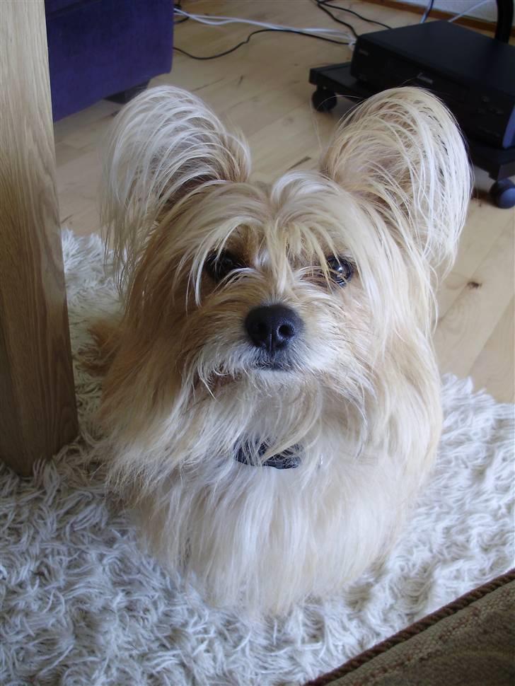 Blanding af racer Fido - Velkommen til Fido´s profil:) billede 1