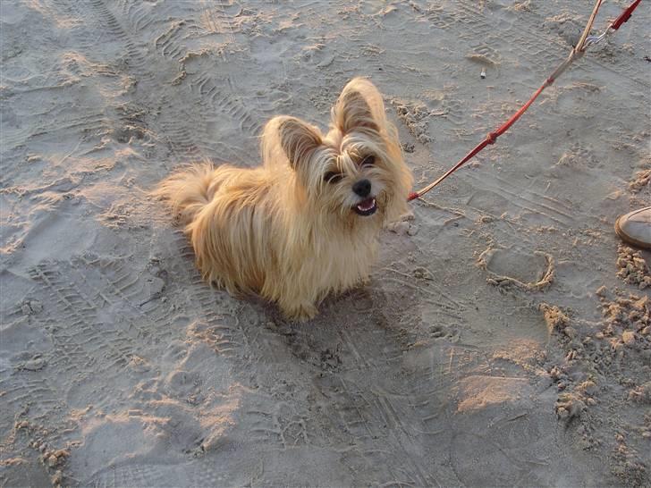 Blanding af racer Fido - En glad Fido med på stranden, som ser på at jeg rider rundt på en hest billede 2