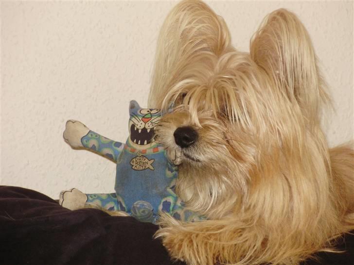 Blanding af racer Fido - Fido sammen med hans ynglings kat:P billede 3