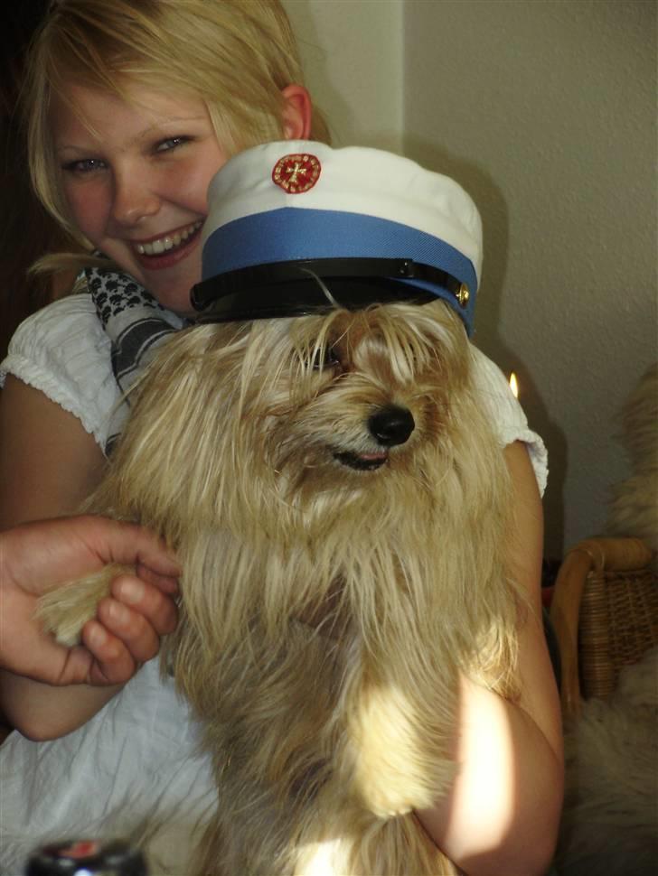 Blanding af racer Fido - Studenter hund? :O billede 4