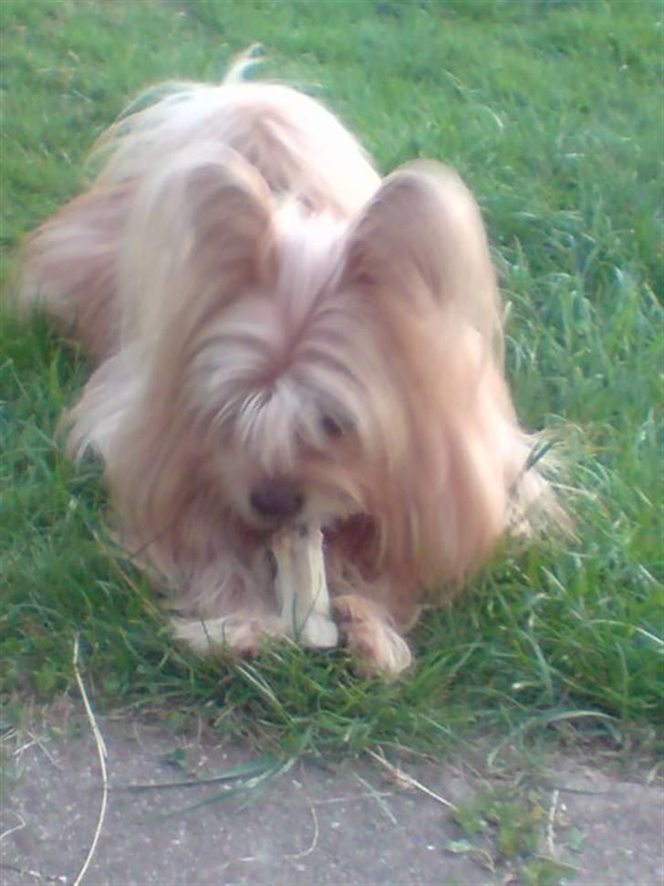 Blanding af racer Fido - hmm en gnaveben billede 5