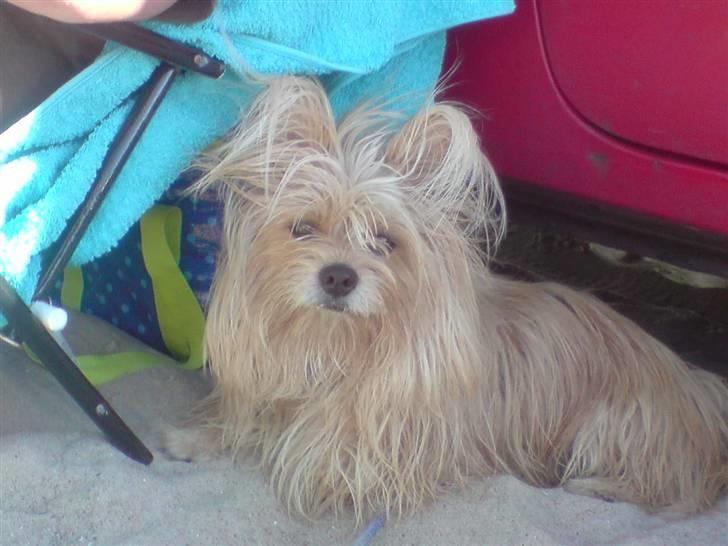 Blanding af racer Fido - På stranden billede 6