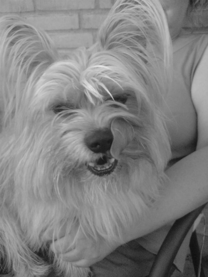 Blanding af racer Fido - I sort/hvid billede 7