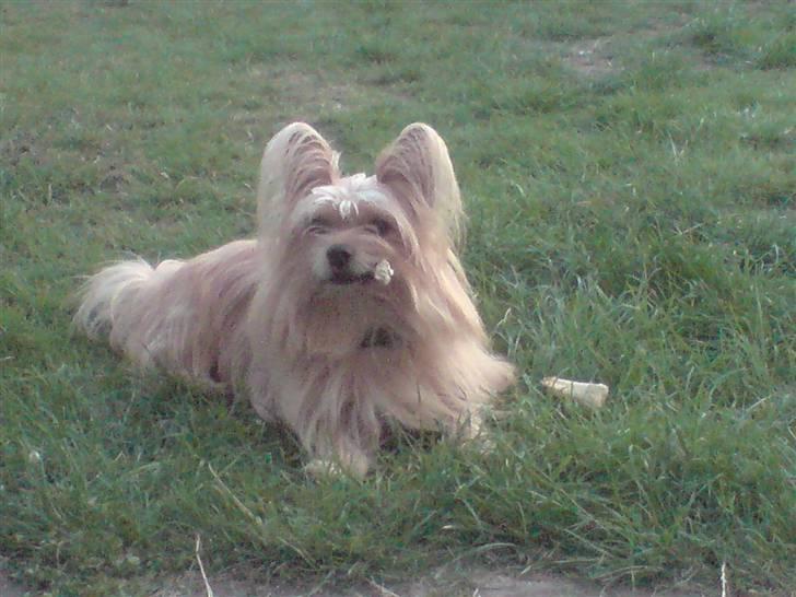 Blanding af racer Fido - ude i have  billede 8