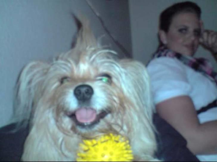 Blanding af racer Fido - med Teletubbi frits og en af han mange bolde:P billede 9