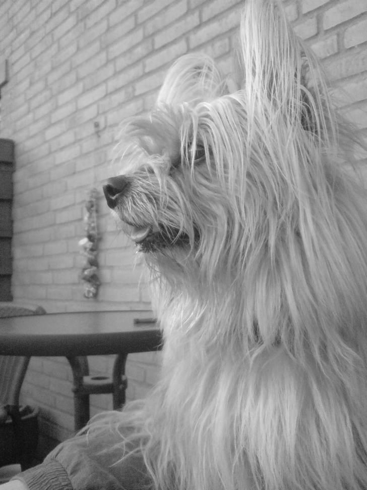 Blanding af racer Fido - Fido billede 10