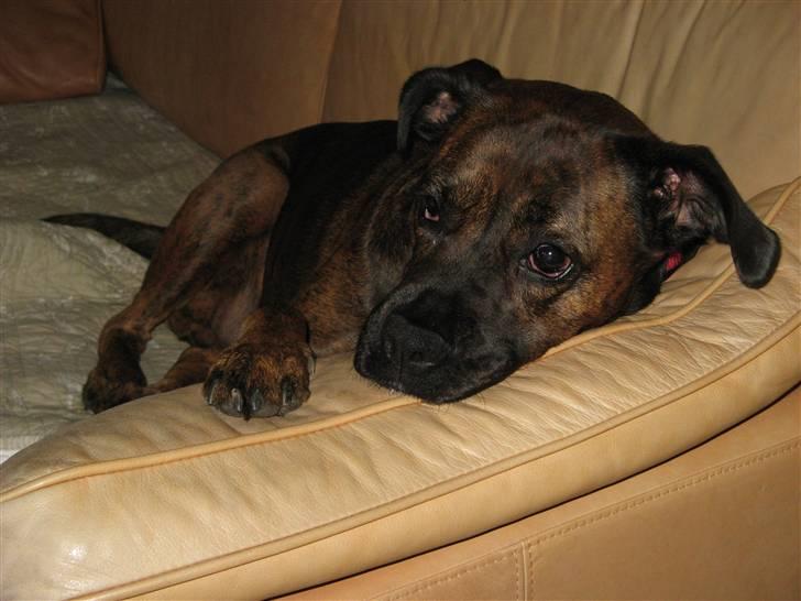 Blanding af racer ++BESS++ billede 1