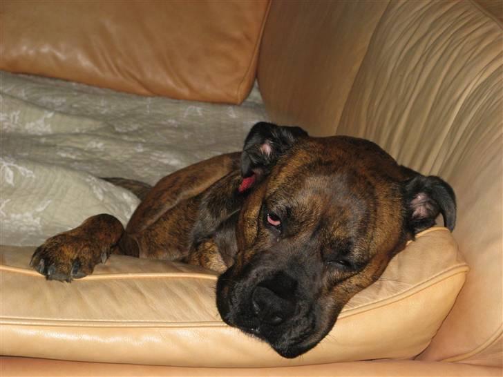 Blanding af racer ++BESS++ billede 2