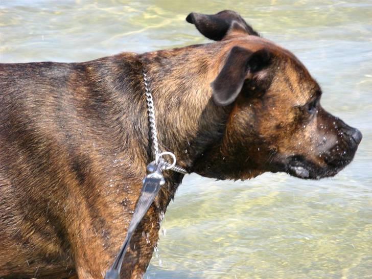 Blanding af racer ++BESS++ billede 4