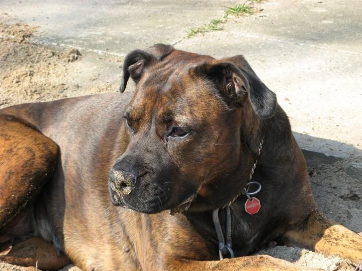 Blanding af racer ++BESS++ billede 6