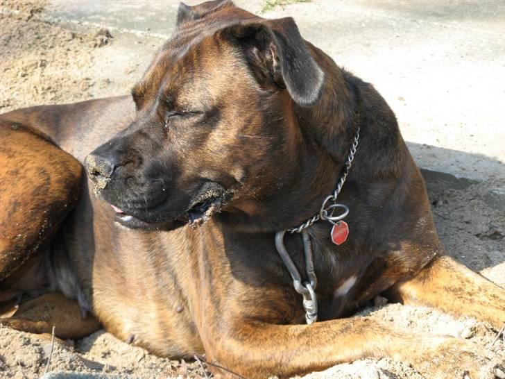 Blanding af racer ++BESS++ billede 7