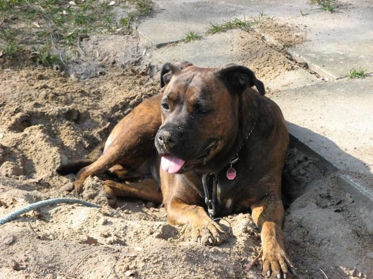 Blanding af racer ++BESS++ billede 8