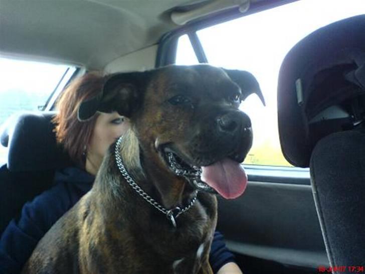 Blanding af racer ++BESS++ billede 9