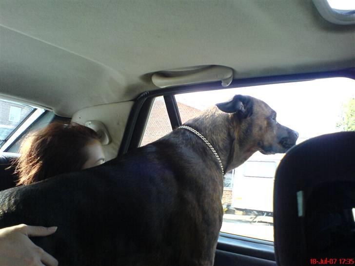 Blanding af racer ++BESS++ billede 10