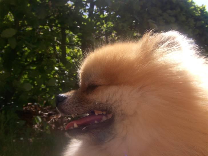 Pomeranian Cobillias Chico - Chico 2oo8 billede 4