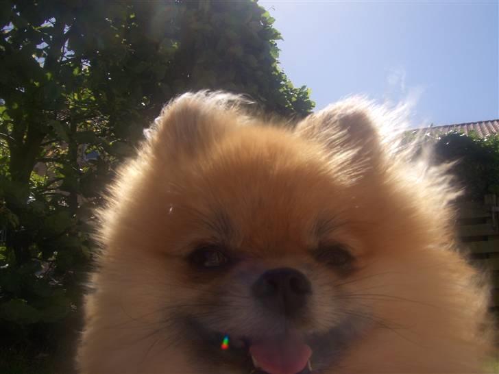 Pomeranian Cobillias Chico - Chico 2oo8 billede 5