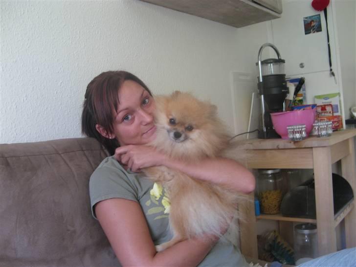 Pomeranian Cobillias Chico - Smil til kameraet Chico;) billede 6