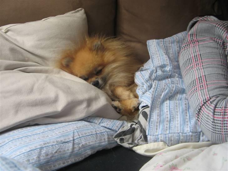 Pomeranian Cobillias Chico - Lidt søvninge Chico:) billede 7